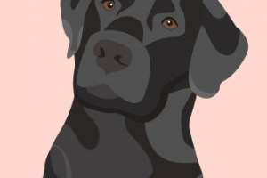 Лабрадор в векторном исполнении