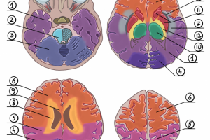 Срезы мозга