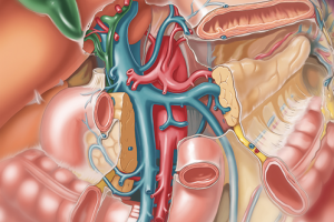 Вены толстого кишечника