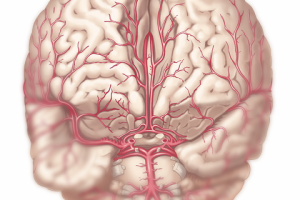Мед плакат Артерии мозга
