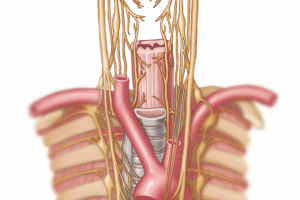 Нервы пищевода