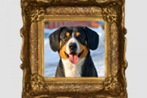 Верстка главной страницы питомника