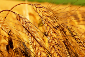 Ростки пшеницы в таблетках