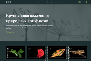 Коллекция природных артефактов