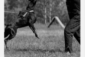 Работа 4450325