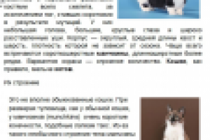 Манчкин: кошка-такса