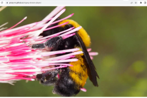 Плеер потока из MJPEG камеры или файла