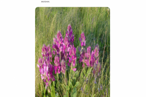 Красный корень для мужчин (копеечник забытый)