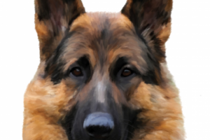 Цифровая живопись. "Немецкая овчарка" (планшет)