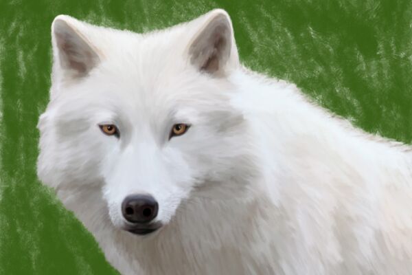 img3389517.png