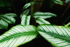 Описание растений: Калатея Кроката