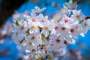 Вишнёвый сад