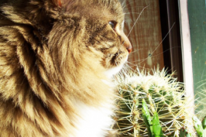 Исчезнувшая, или фантомы потерянных конечностей