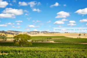 Школа нашего вина