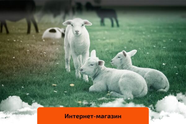 img4043665.png