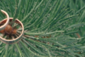 Свадебный клип