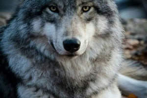 Аудиокнига "Волки" И.Бунин