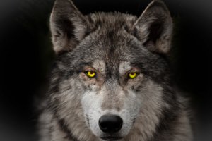 Аудиокнига "Волки" И.Бунин