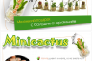 миникактус