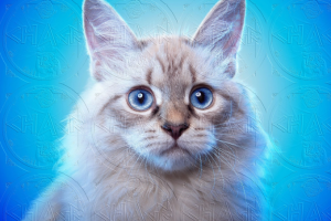 ДОБАВЛЕНИЕ ВОДЯНЫХ ЗНАКОВ