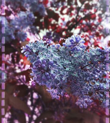 img3915525.png