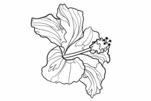 Иллюстрация цветка Гибискуса. Вектор.