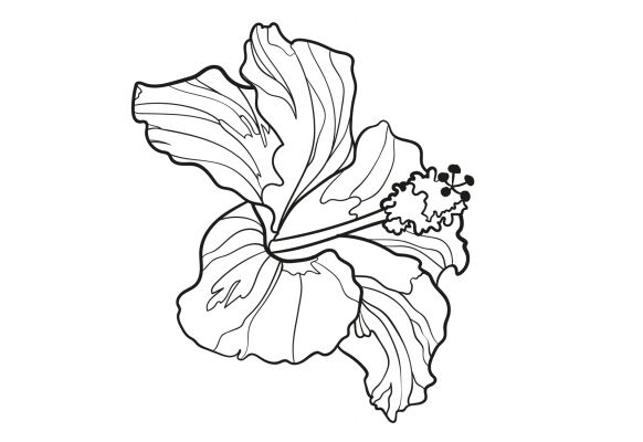 img4426384.png