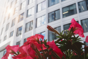 Фотосессия объектов озеленения