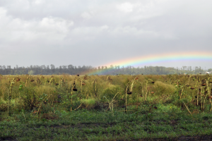 Радуга, Россия