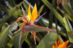 Цветок в Тайланде