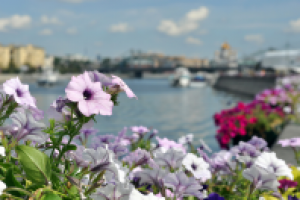 Цветы в парке Горького