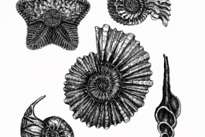 Графика "Моллюски"