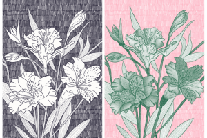 Иллюстрация "Альстрёмерия"