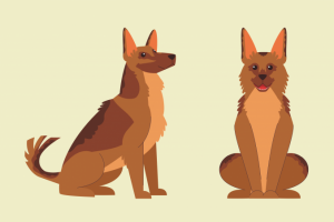 Отрисовка овчарки для анимации