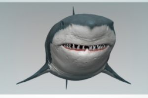 Shark