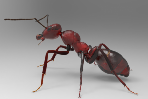Ant