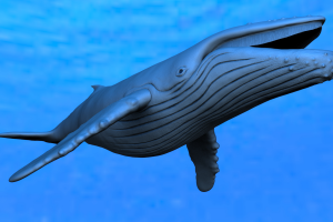 Humpback whale