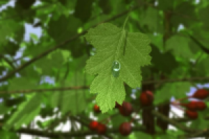 Живая капля