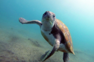 Тенерифе - Сноркелинг с черепахами