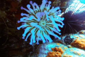 Лучшие места для дайвинга на острове Тенерифе