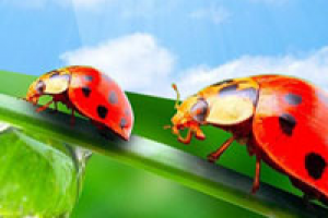 Интернет-магазин Rixo