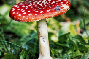 Игра. Описание монстров для игровой энциклопедии