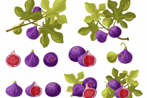 Инжир. Набор веточек и ягод.