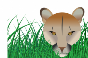 Пума в траве