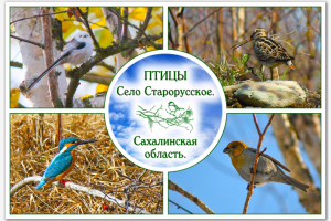 Изготовление набора открыток