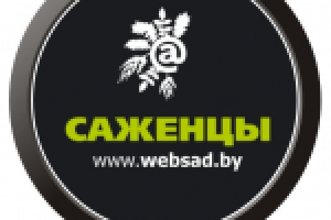лого "websad.by"