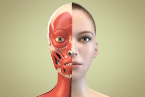 лицевые мышцы