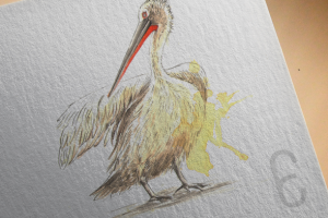 Кудрявый пеликан