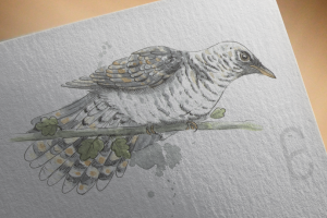 Кукушка - акварель