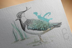 Чибис - акварель
